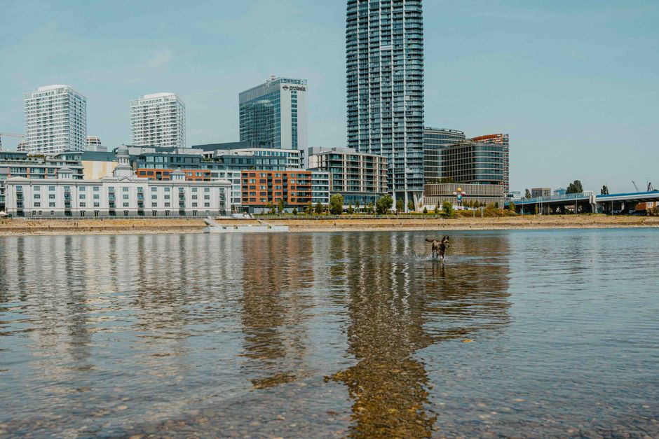 A small dog standing in shallow water along a riverbank, with the city skyline featuring high-rise residential and commercial buildings in the background. The buildings include modern glass and concre